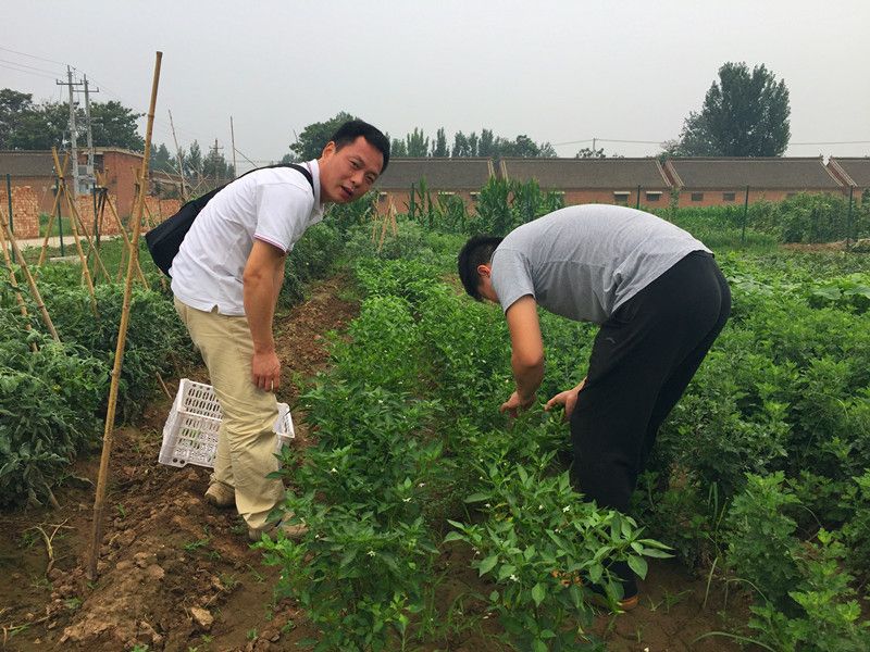 好利來郭總喊您來摘菜啦！綠色無公害，放心！