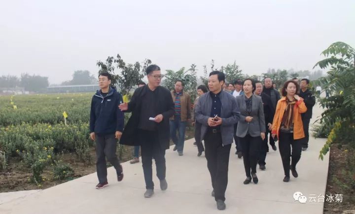 云臺(tái)冰菊基地發(fā)生了什么？一批批領(lǐng)導(dǎo)專(zhuān)家團(tuán)隊(duì)前來(lái)！